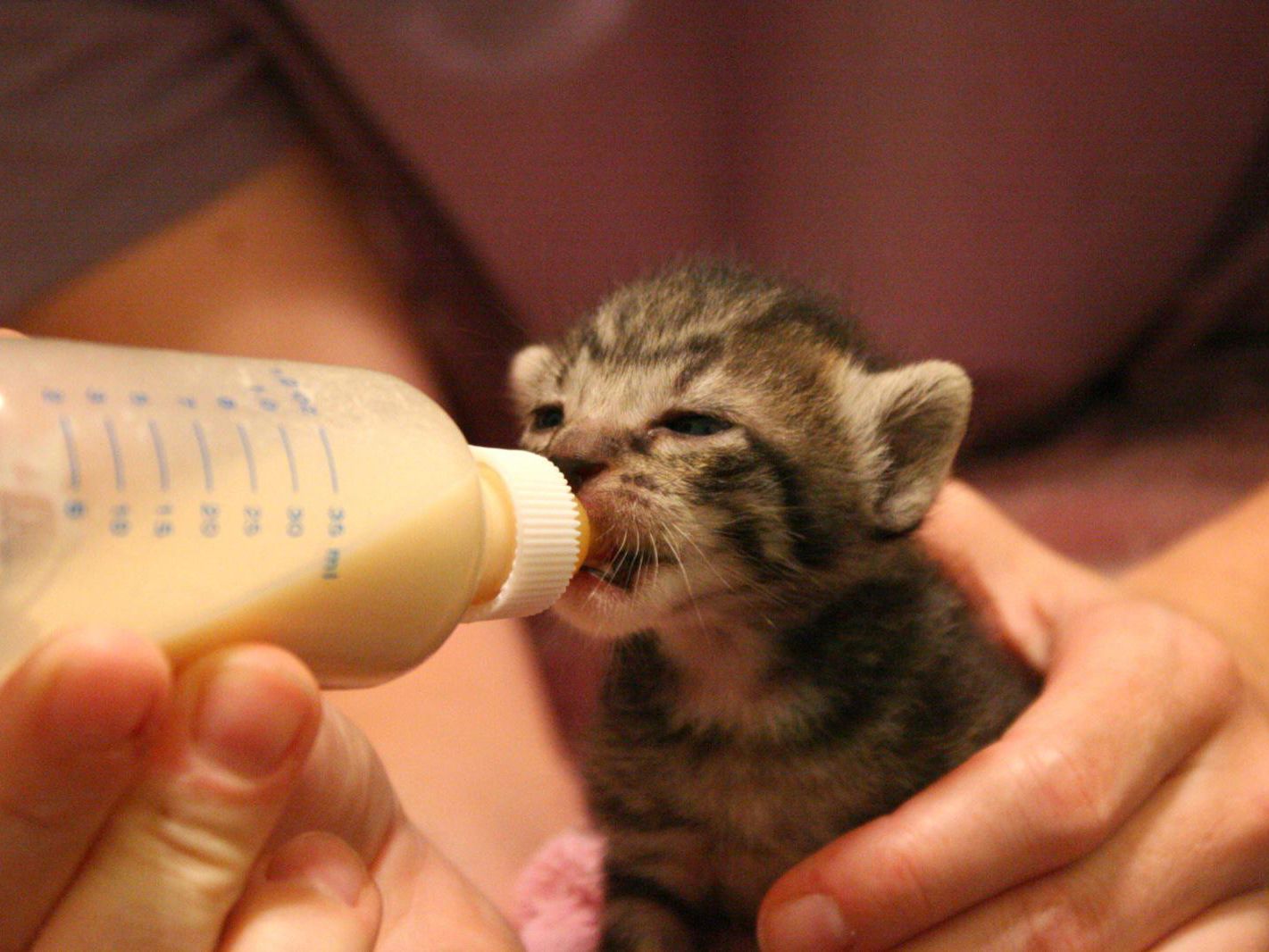 feeding-kittens-and-the-benefits-of-dry-food-spikysnail