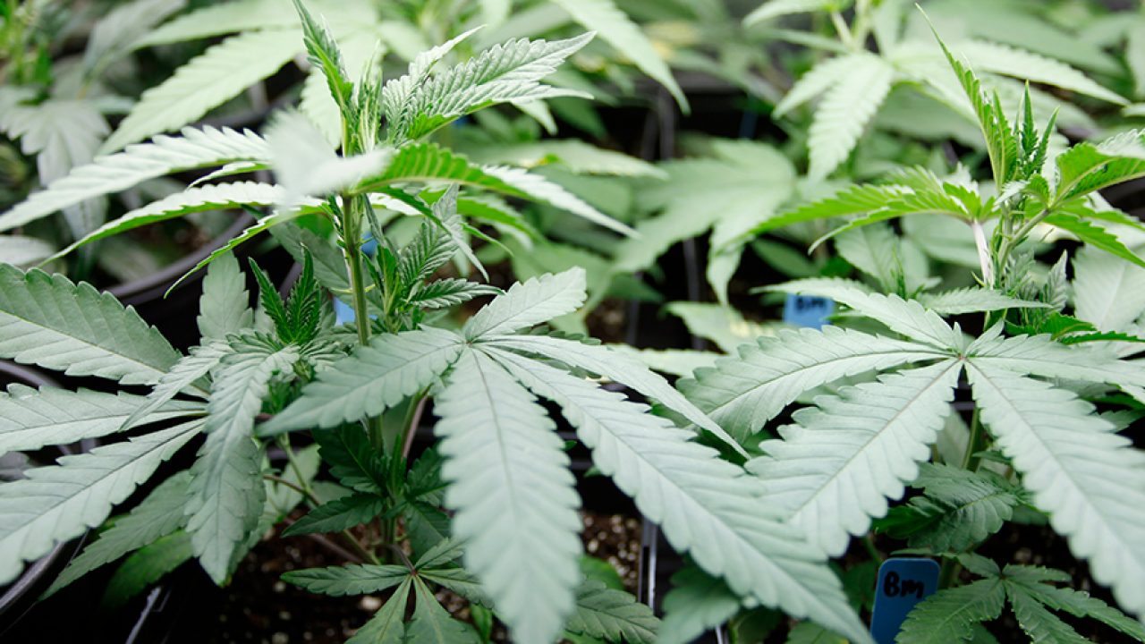 Cultivating Marijuana at Home