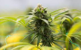 Best Tips for Growing Blue Dream Feminized Marijuana Seeds