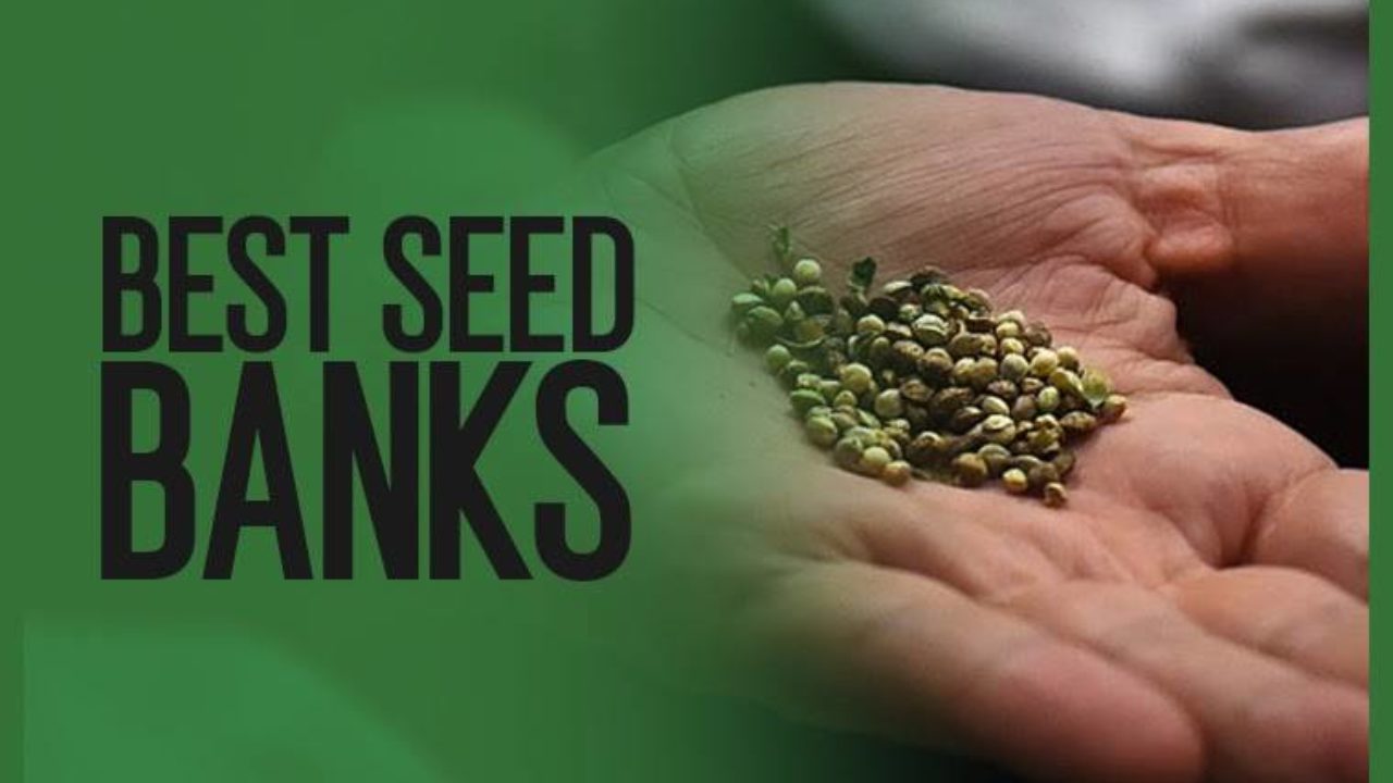 Top advantages of buying cannabis seeds from US seed banks