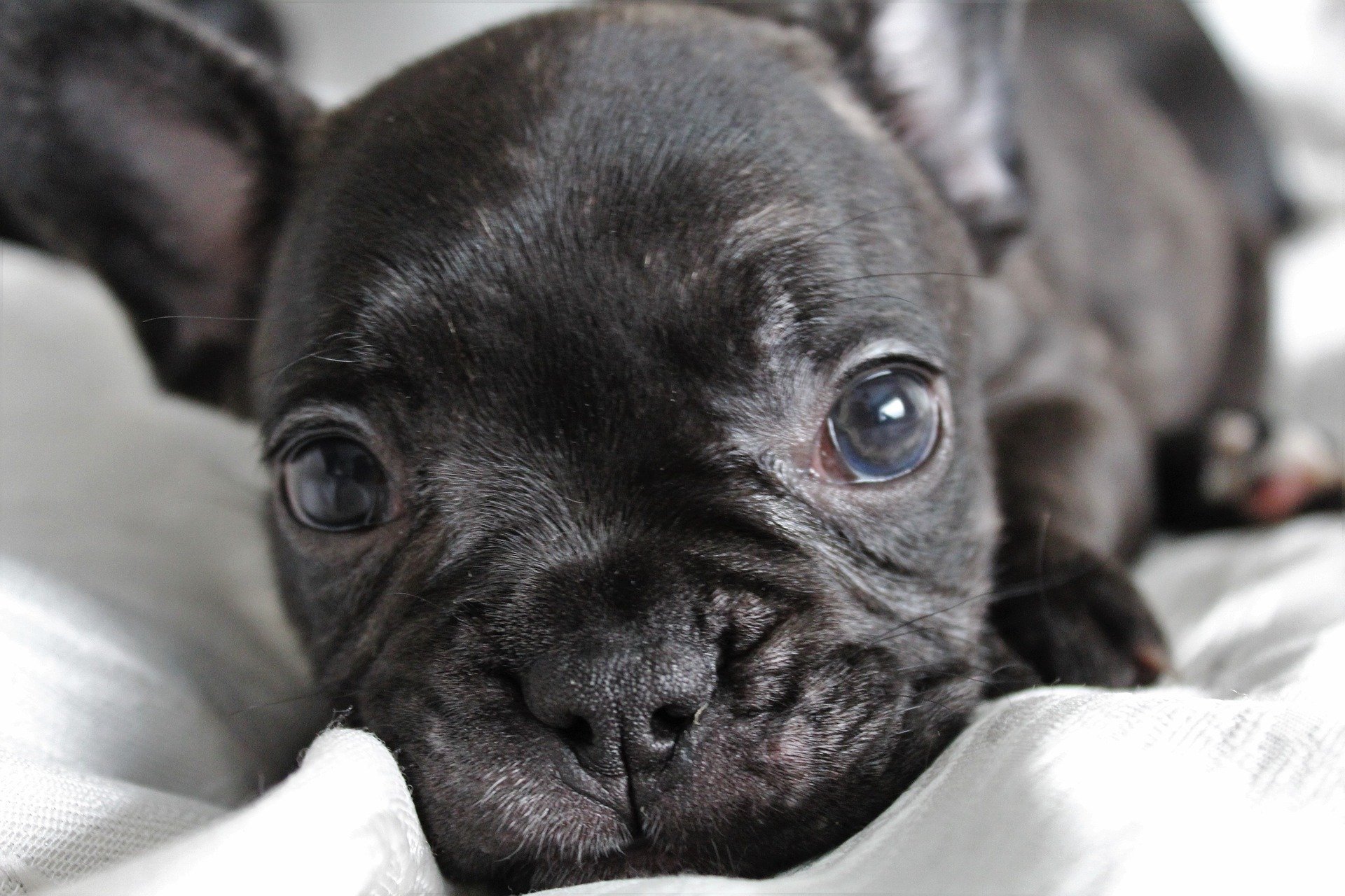 Useful Tips For Owning, Caring, Training Of French Bulldogs Puppies
