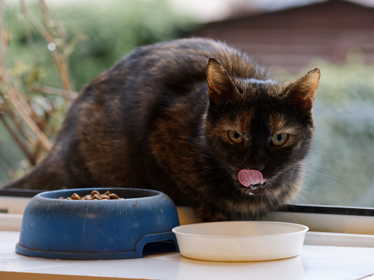 Pet Nutrition - What Should You Not Miss as a Pet Owner?