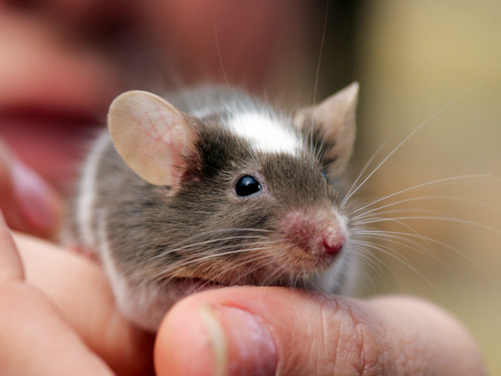Causes of Illness Caused By Rodents