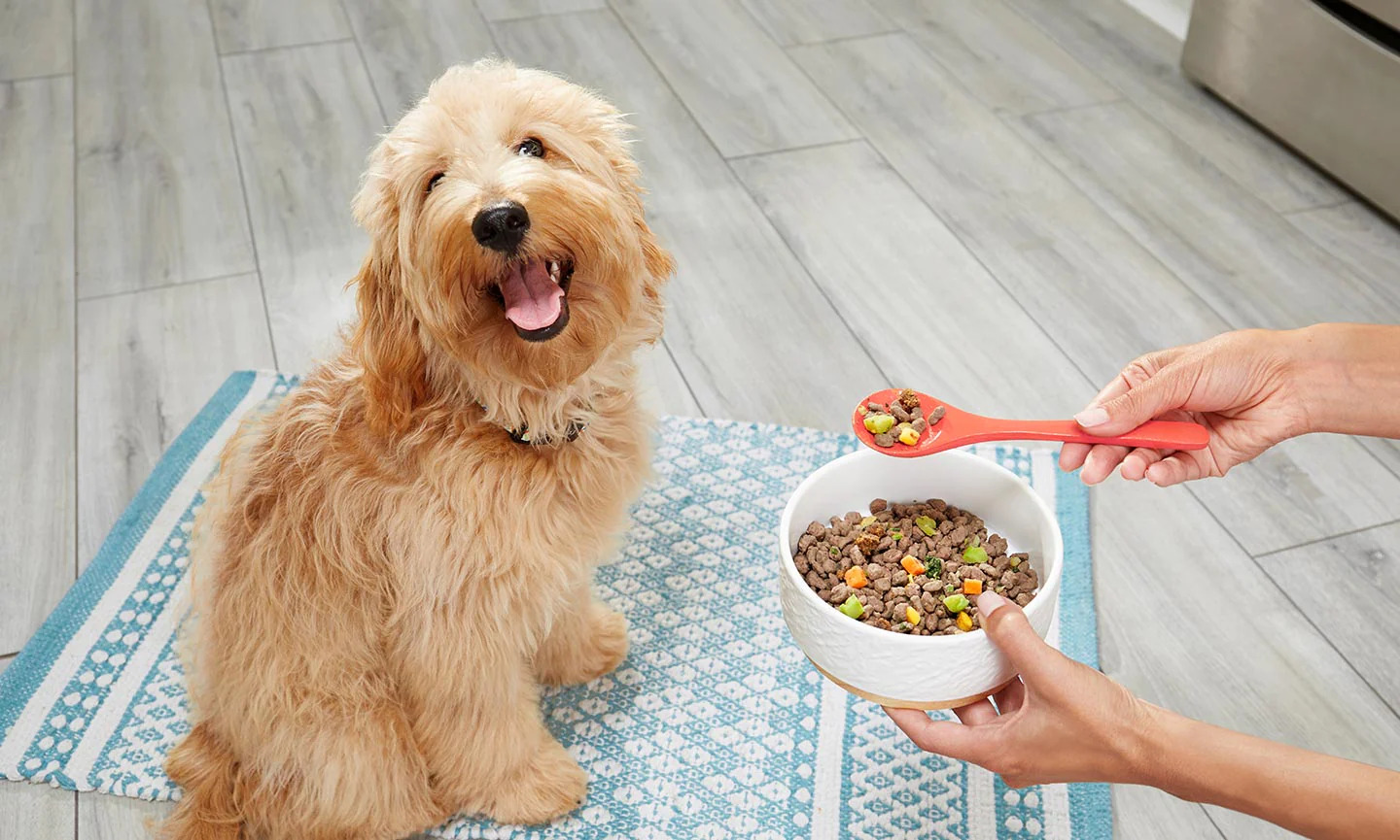 Fresh dog food benefits