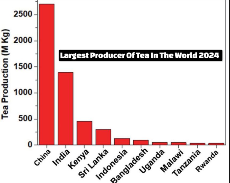 Largest Producer Of Tea In The World