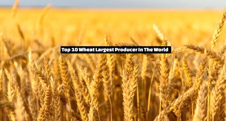 Top 10 Wheat Largest Producer In The World