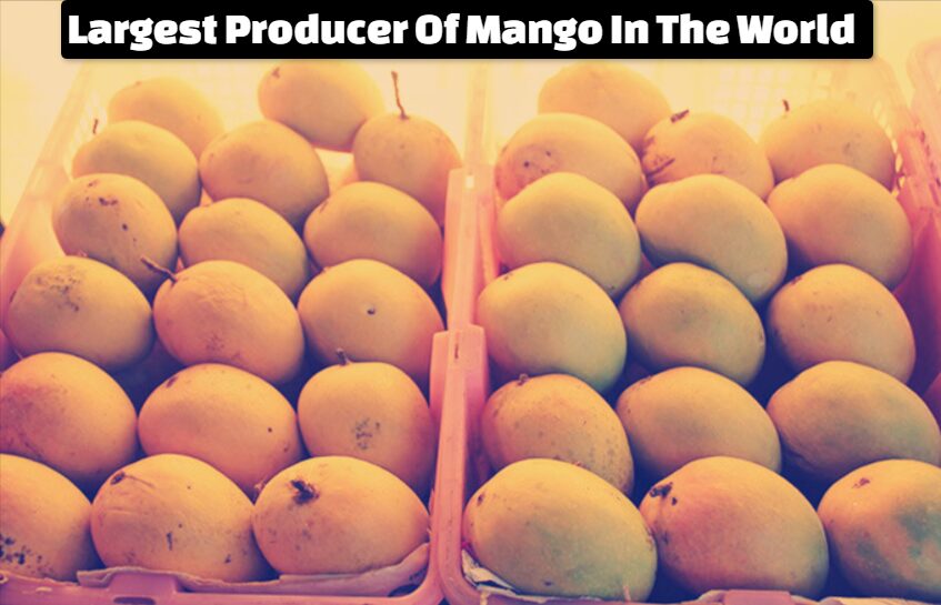 Largest Producer Of Mango In The World