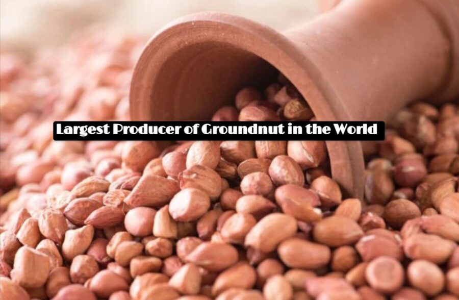 Largest Producer of Groundnut in the World