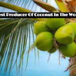 Top 10 Biggest Producer Of Coconut In The World