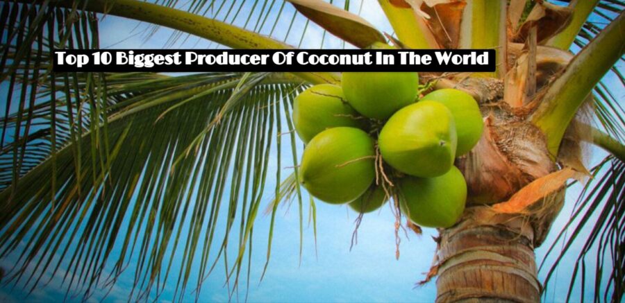 Top 10 Biggest Producer Of Coconut In The World