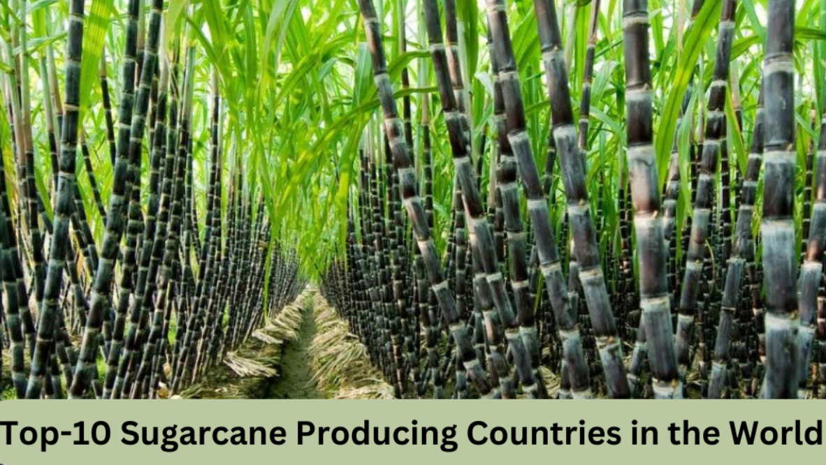 Highest Sugarcane Producer Country