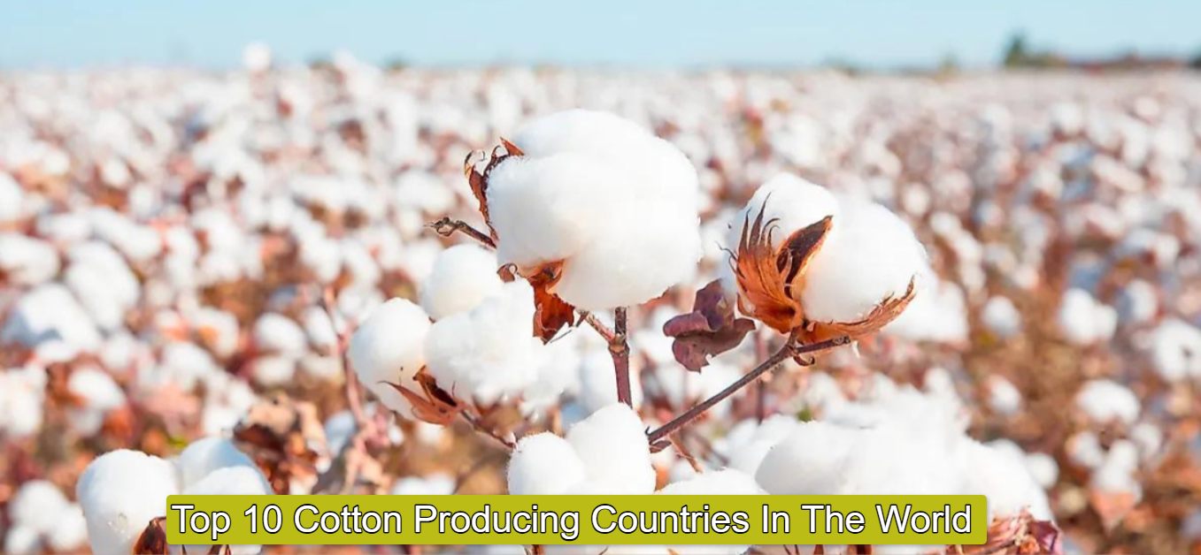 Top 10 Cotton Producing Countries In The World