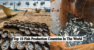 Top 10 Highest Fish Production Countries In The World