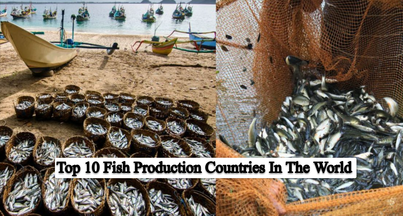 Top 10 Fish Production Countries In The World