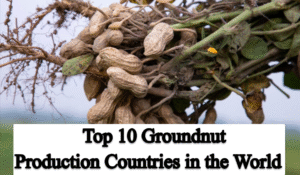 Top 10 Highest Groundnut Production Countries in the World